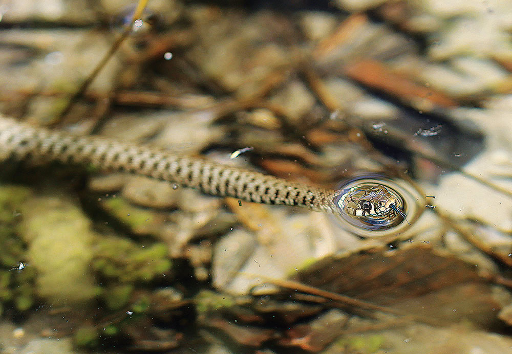 Biscia in acqua